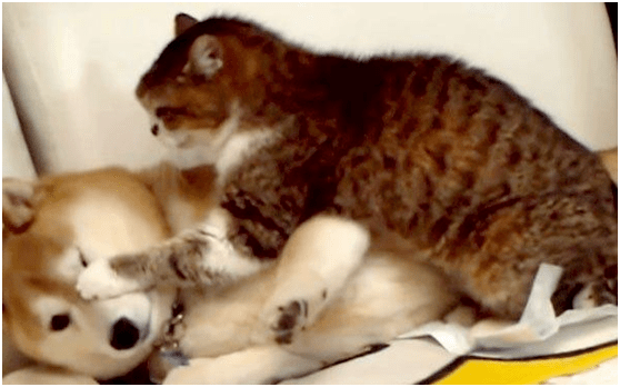 狗子被猫咪吊打惨叫,突然狗子没声音了,主人跑去一看笑喷了_柴犬和_斑