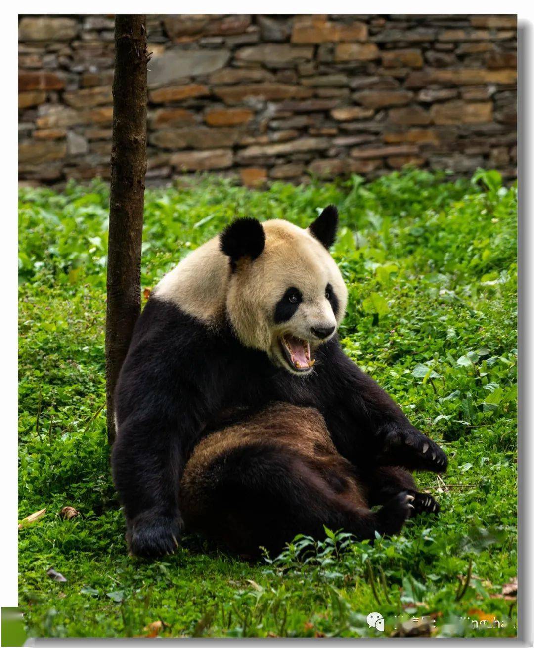 憨态可掬的中华国宝大熊猫四川西部风情之七