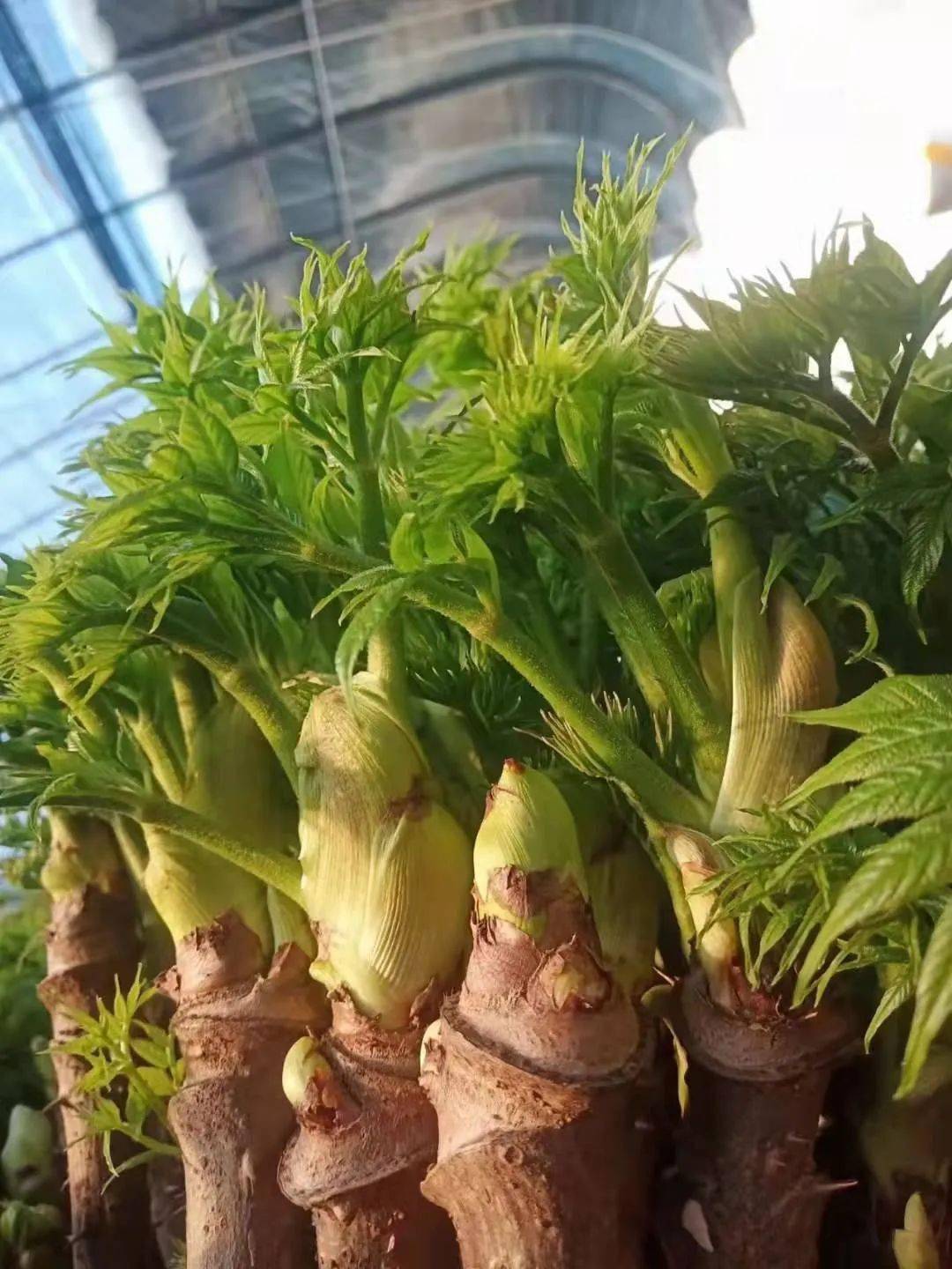 特色种植业助力乡村振兴