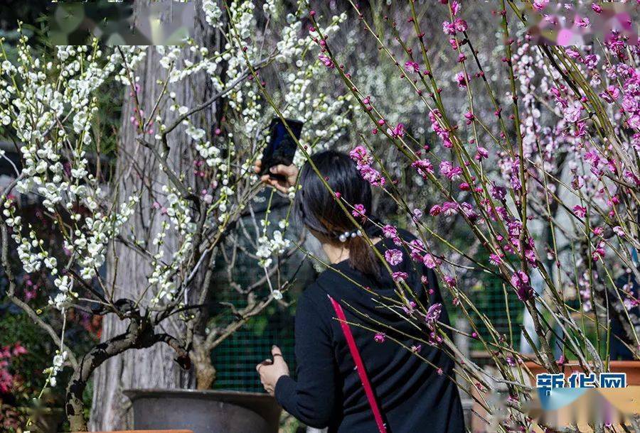 市民|春城梅花香 人间烟火情 | 昆明文旅动态