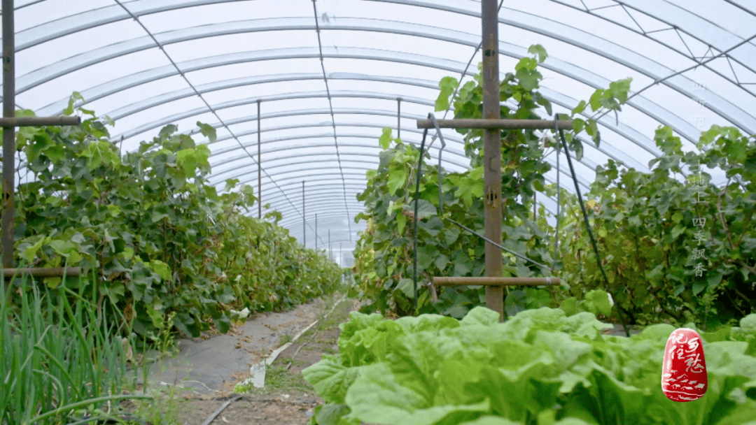 七台河市四新村图片