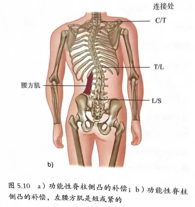 怎样可以长身体 e297e0d77381413eab3617e586dfbecf.jpeg