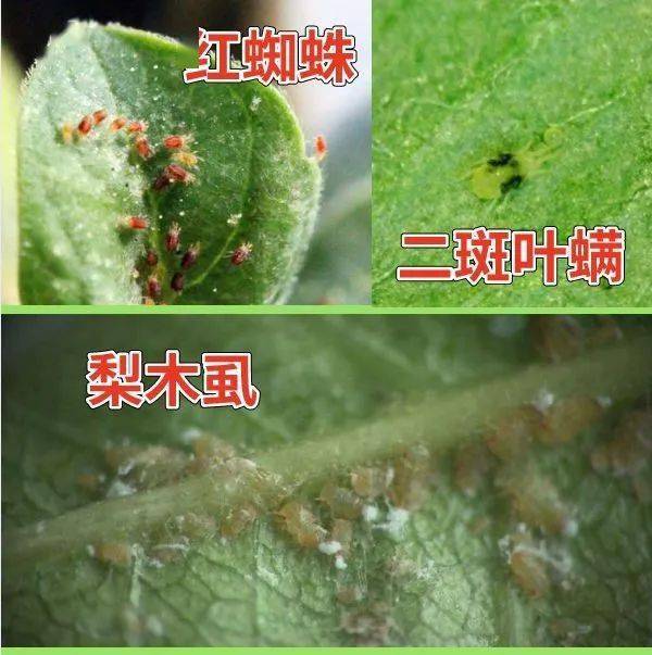 阿维菌素用药指导手册这里有27种复配方案