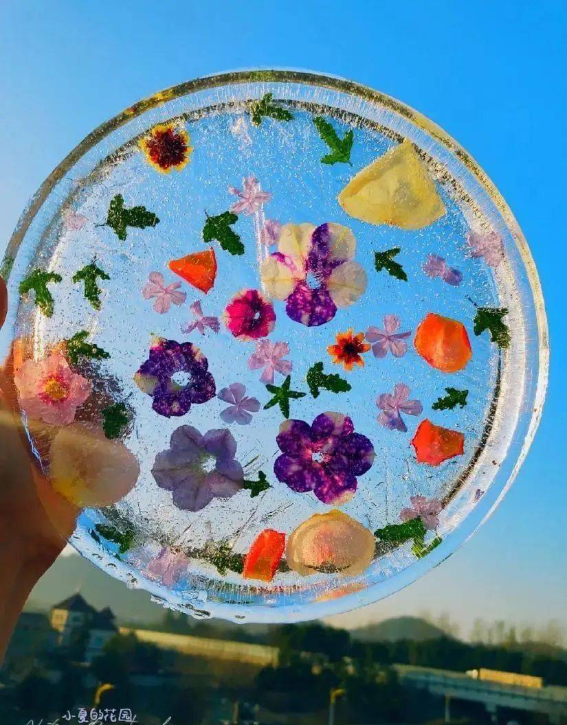 鲜花_花朵_冰块