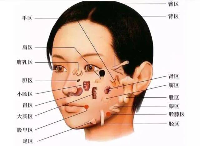 嘴唇对应内脏反射区图图片