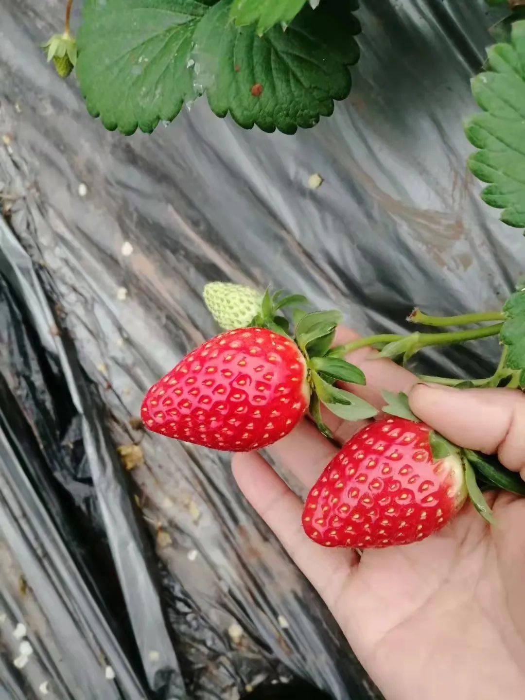 草莓园较大的草莓种植基地,提上小篮子走进棚内看上哪个就摘哪个,雪香