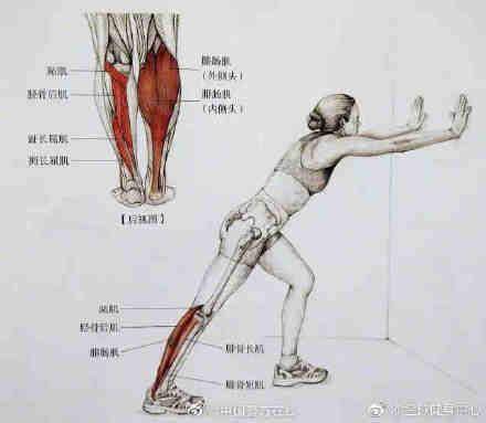 大法小腿粗又硬？送你最全面最清晰的小腿拉伸大法！