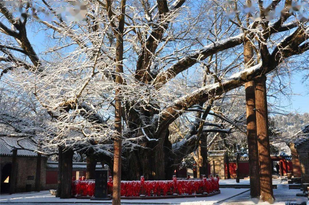 雪后· 清晨_浮来山_太阳_银杏树