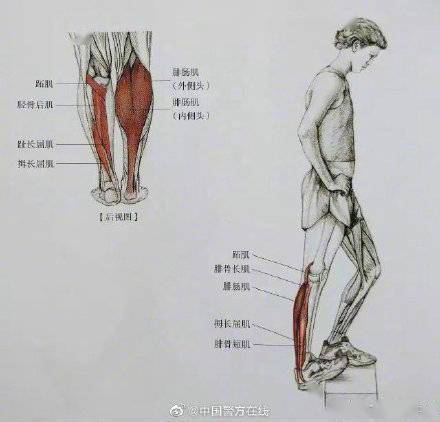 大法小腿粗又硬？送你最全面最清晰的小腿拉伸大法！