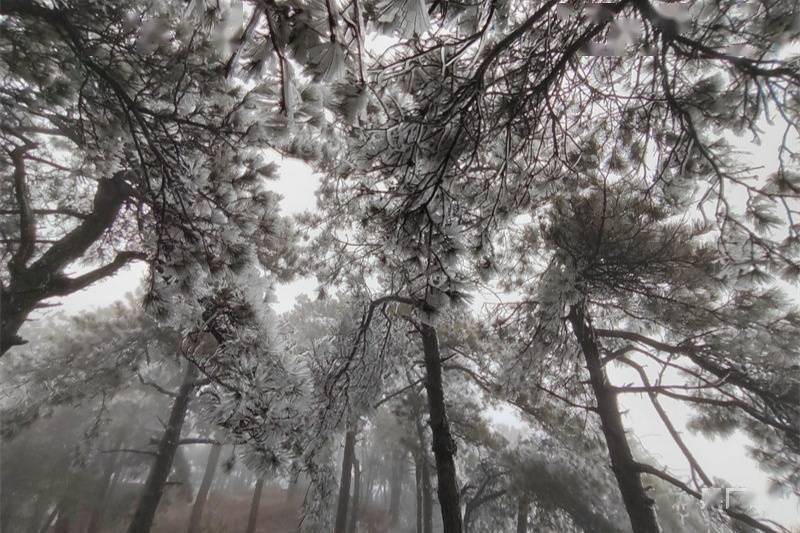 弱冷空气|【冬韵美】庐山现雨凇雾凇“冰如玉”景观