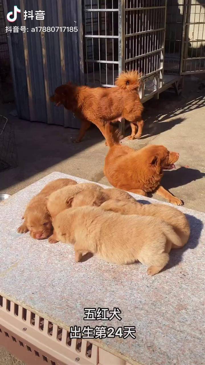 伴身旁以人為本的愛狗才是真正關愛狗中華田園犬小奶狗五紅犬不要限流