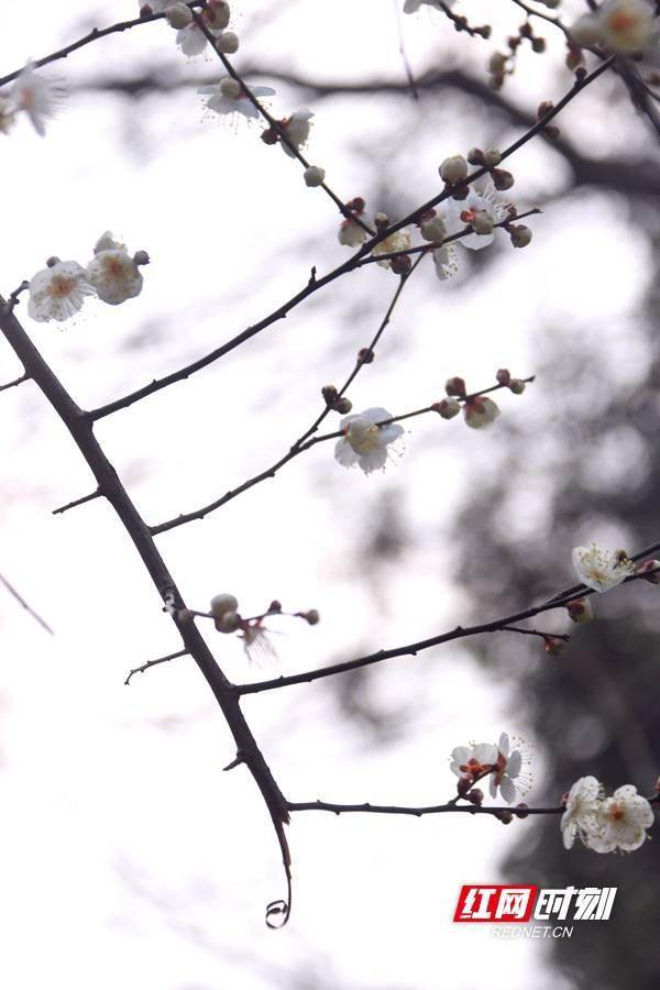 hn|梅花盛放，湖南省植物园“冬之韵”赏花季来了