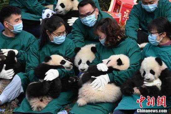 中国大熊猫保护研究中心2021级大熊猫宝宝集体亮相贺新春