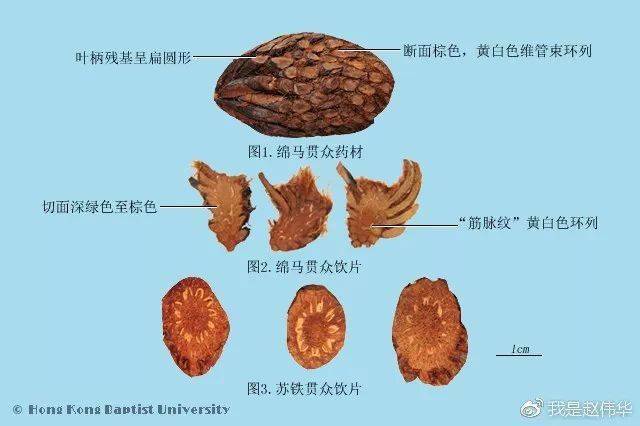 绵马贯众薄层图谱图片