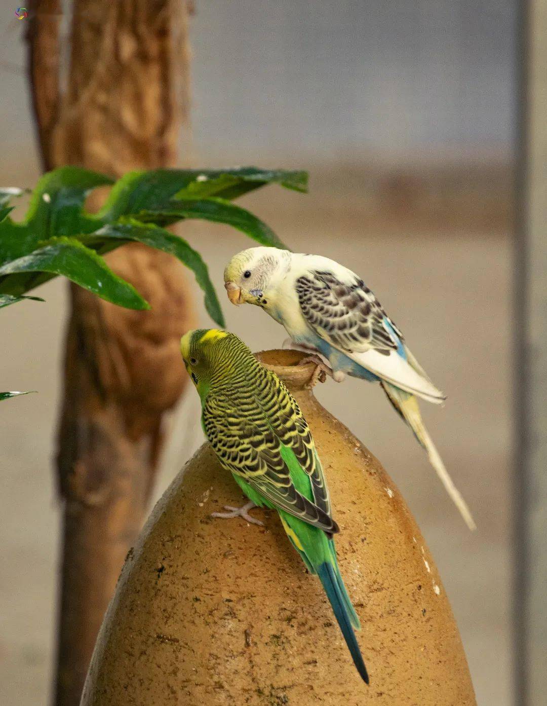 虎皮鹦鹉家族又壮大了，快来邂逅这些小精灵_搜狐网