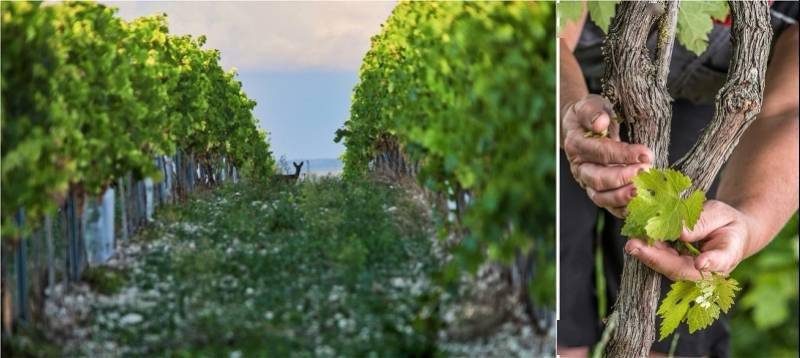 人头马酒庄与天体物理学家克里斯托弗·加尔法德合作探索宇宙