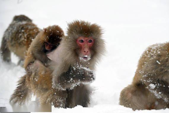 图片|河南沁阳：雪中猕猴惹人爱