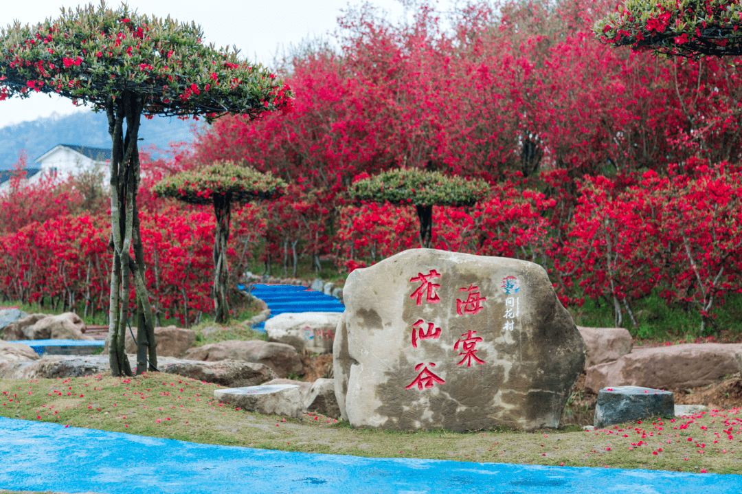 山景|在都江堰过年 | 到青城山看花海、住民宿、泡温泉，速度安排！