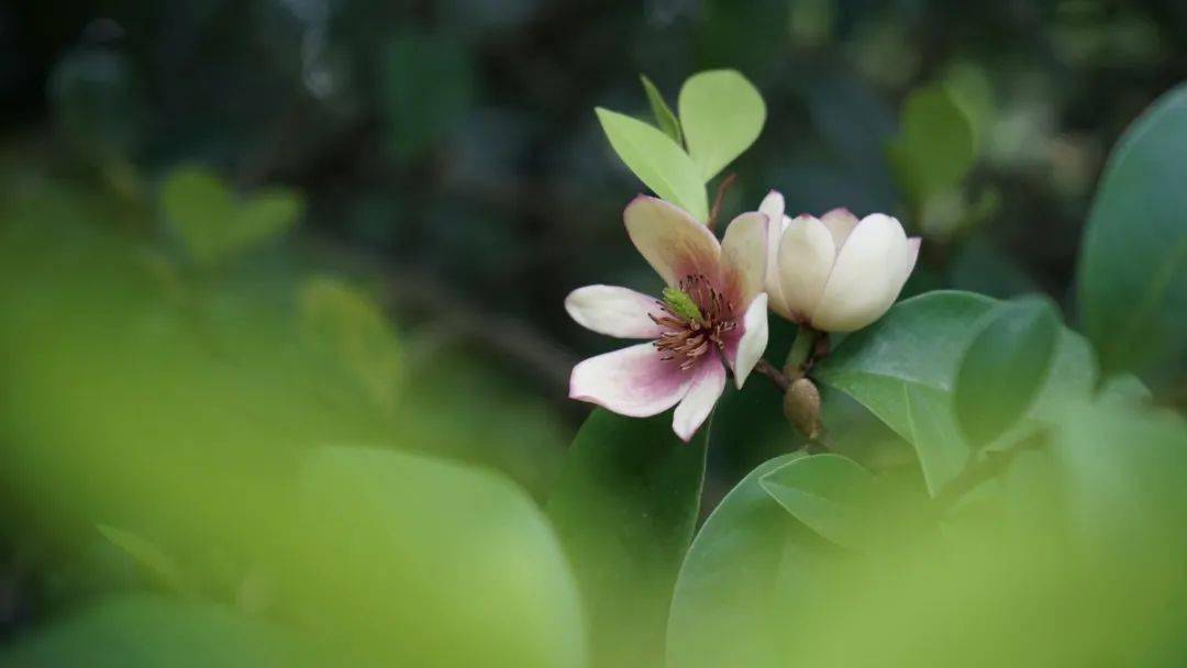 含笑花在杭州普遍種植含笑花春天跟著小編聞香識時節吧其他季節的杭州