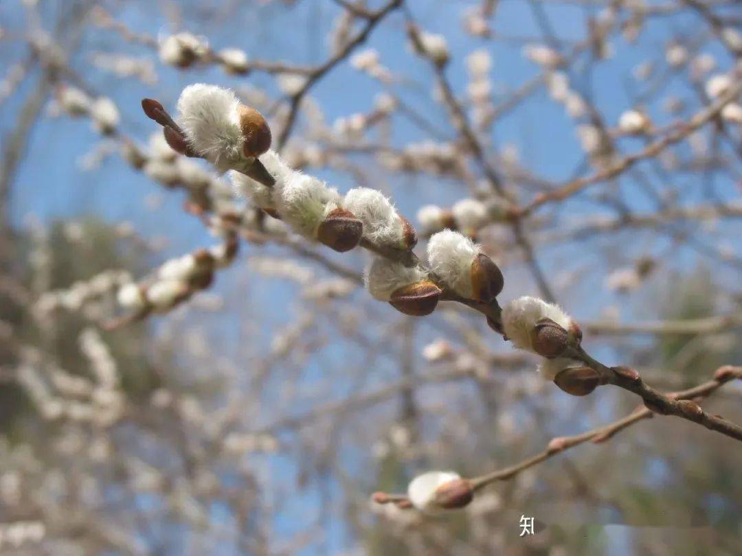 有哪些适合过年期间摆放在家里 又充满美好寓意的植物 看这里 养护 千层金 雪柳