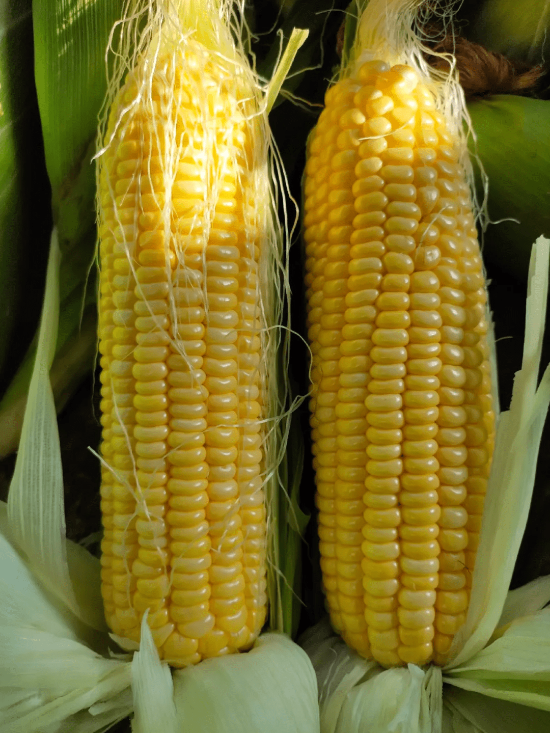 种甜玉米看这里口感型的好品种皮渣率低含糖量高非常好吃
