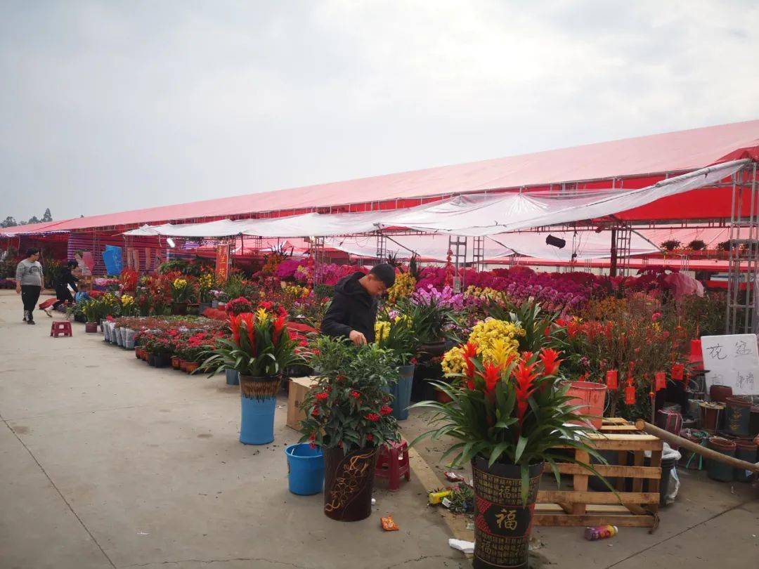 韶关花市又有新消息这样行花街还有超值优惠