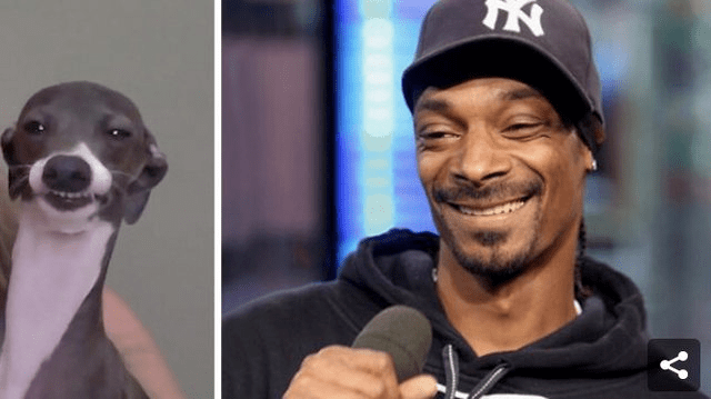 跨物种撞脸普京川普霉霉还有谁没中招