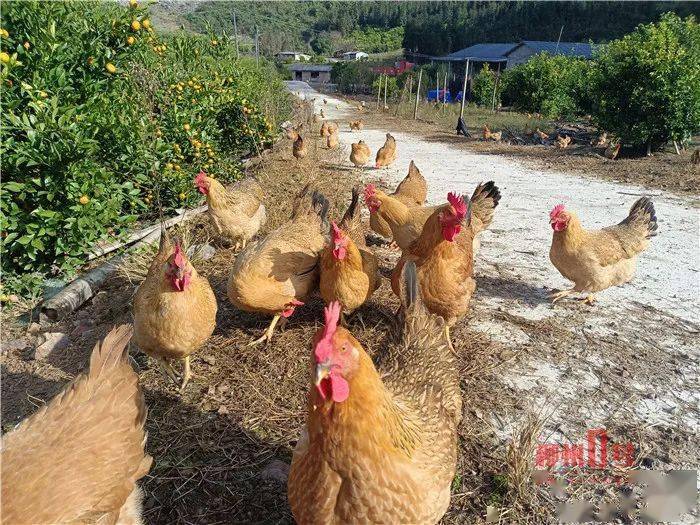 春节将至你们心心念念的果园生态土鸡又有货啦曾一夜卖断800只