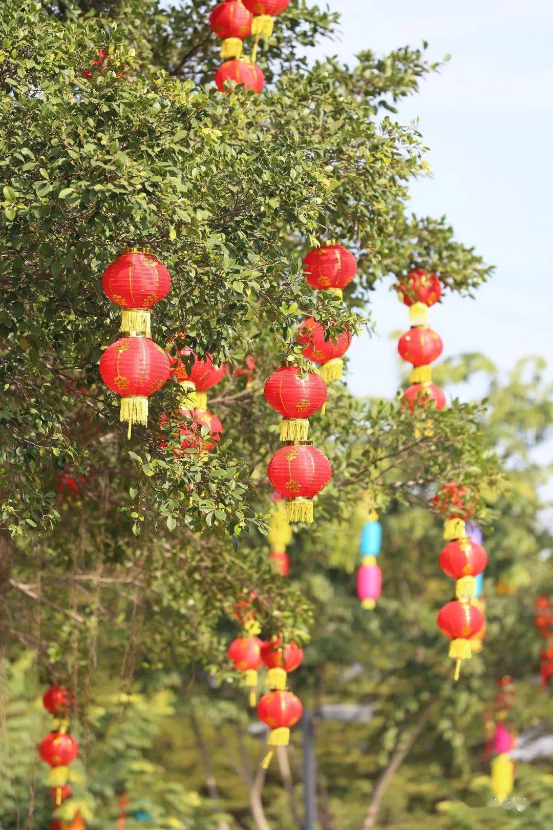大朗各个公园张灯结彩,美得不得了_凤山_灯笼_农业