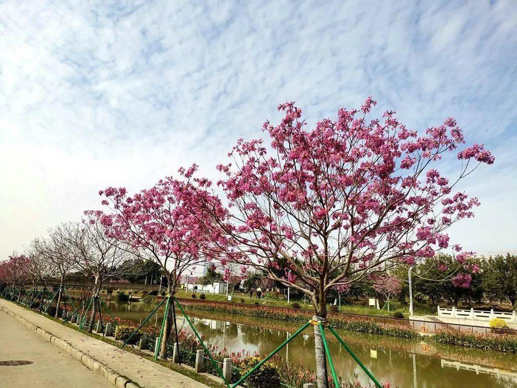 [原创] 紫花风铃下的胜石河_碧道_大禾_简介