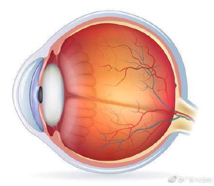 每半年|为什么剧烈咳嗽会导致视网膜脱离？