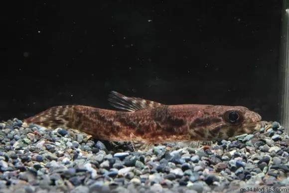 aimara_水族_hoplias