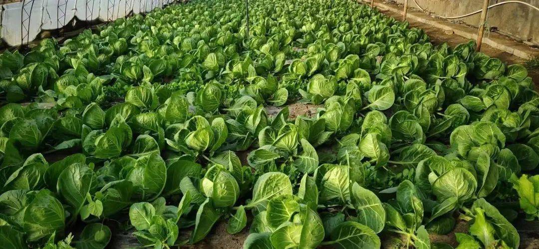 燃燃燃助力北京冬奥会蔬菜瓜果一起来