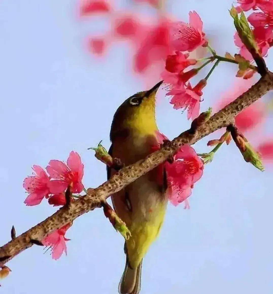 阳光明媚鸟语花香的图图片