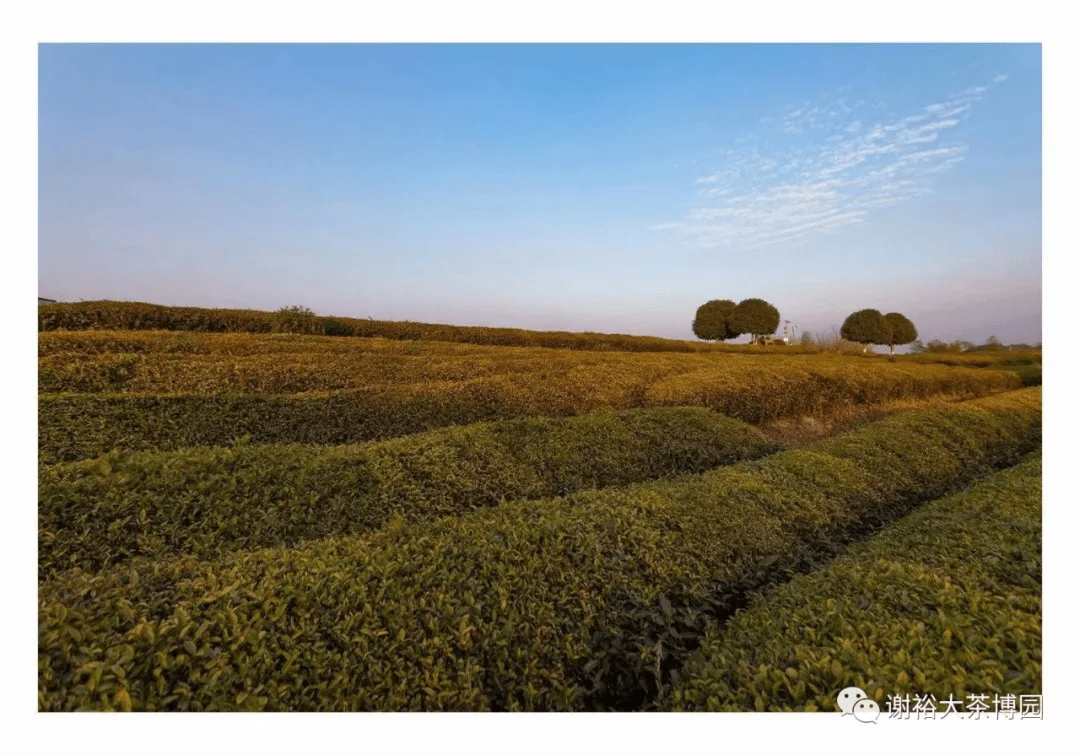 徽州過大年 | 入園賀新春61品茗接虎福_謝裕大_景區_場地