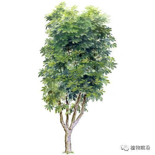 快来认树101种带名字的手绘植物立面图