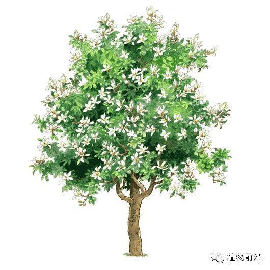快来认树101种带名字的手绘植物立面图