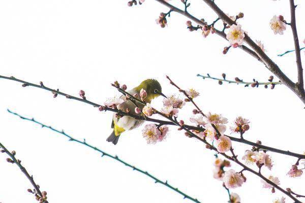 风景区|梅花、樱花、金鱼草……南宁春来早，青秀山百花开