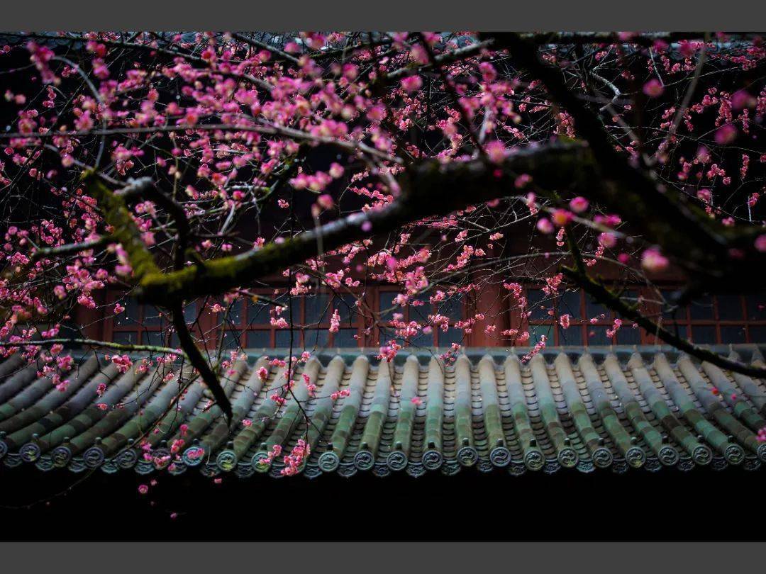 特刊定了天台山国清寺春节期间暂停开放隋梅悄然花开