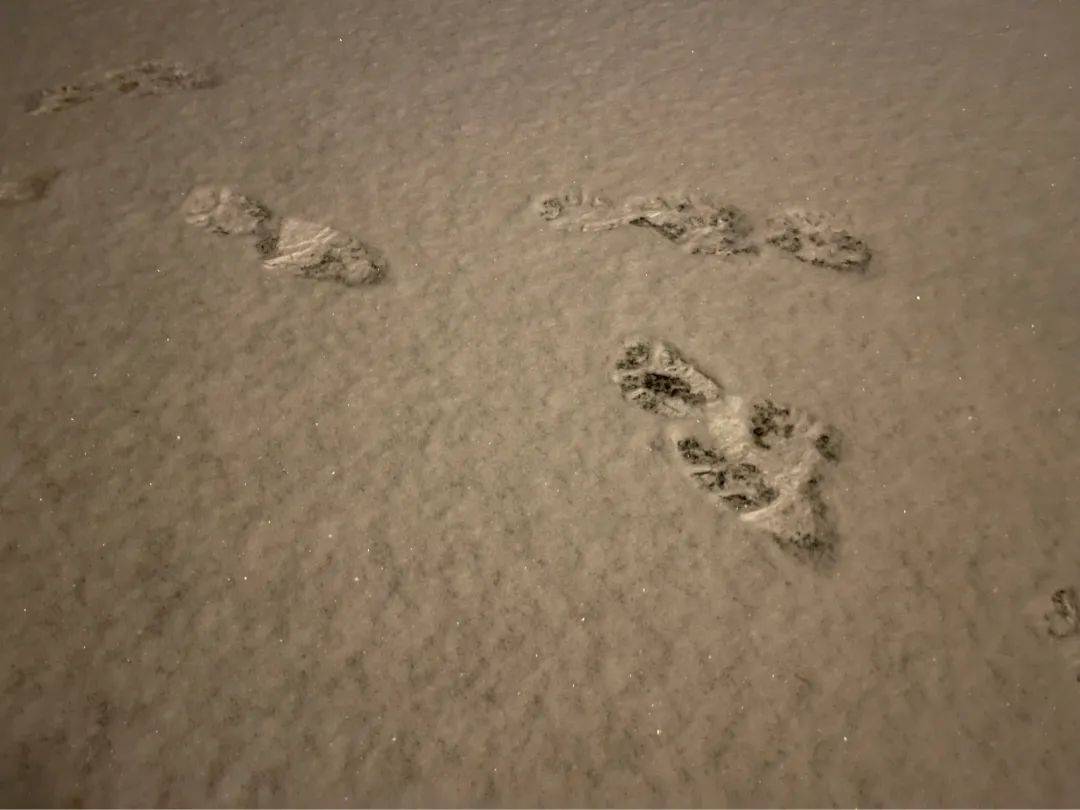 虎年首场大范围雨雪将至！北方多地雪中迎新春 南方湿冷贯穿长假