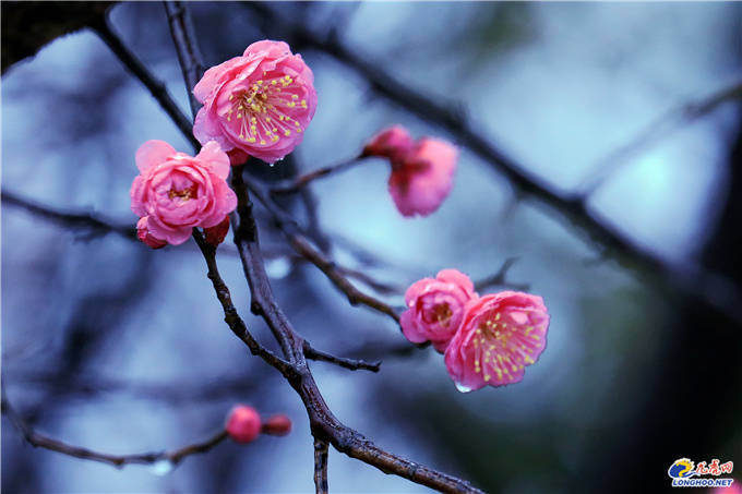 周以媛|极美南京：你瞧！梅花开了