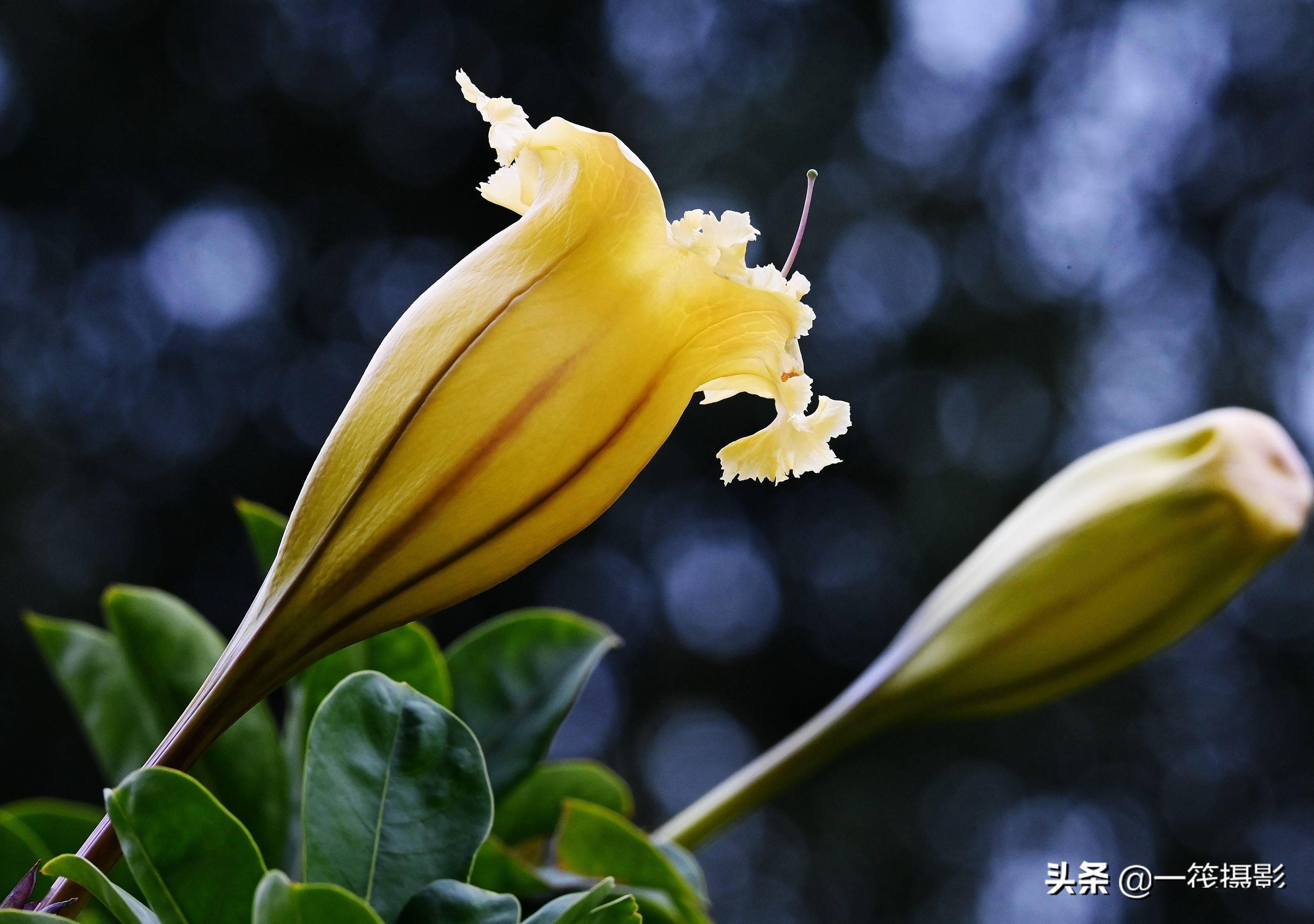 冬天爬藤开花的花卉图片