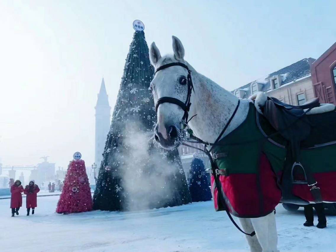 小镇|纯血宝马惊现雪中的哈尔滨世界欢乐城