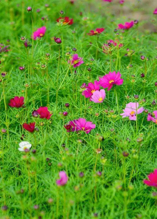 2022 古镇铺前花舞田园 首届花海旅游节除夕盛大开启