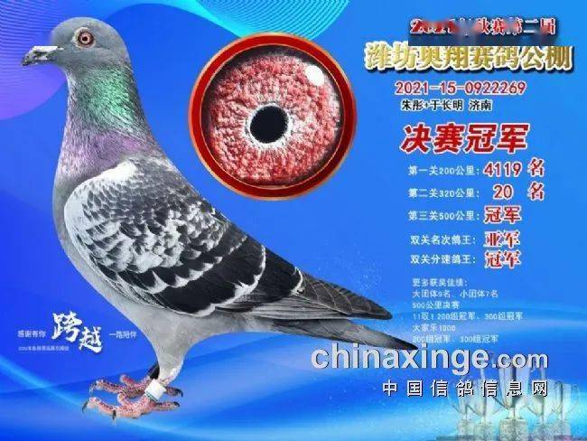 齐鲁好汉有好鸽来瞧瞧秋季公棚这些冠军鸽王