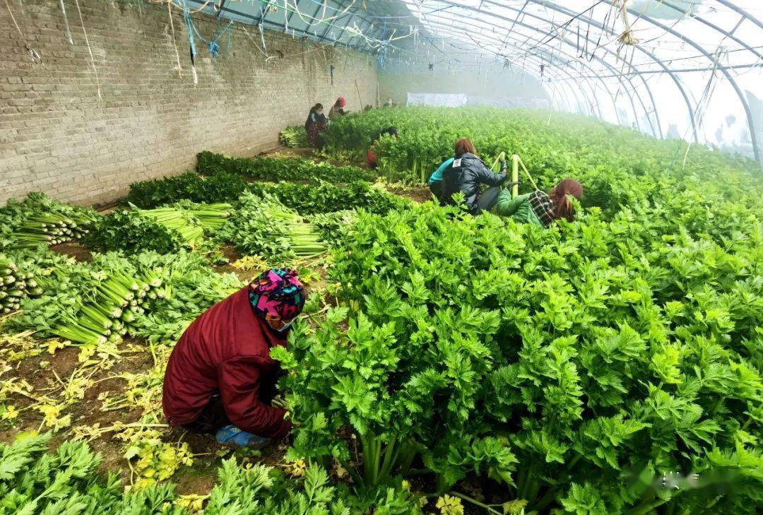 平凉崇信:芹菜喜丰收 农民笑开颜_王小艳_蔬菜_于家