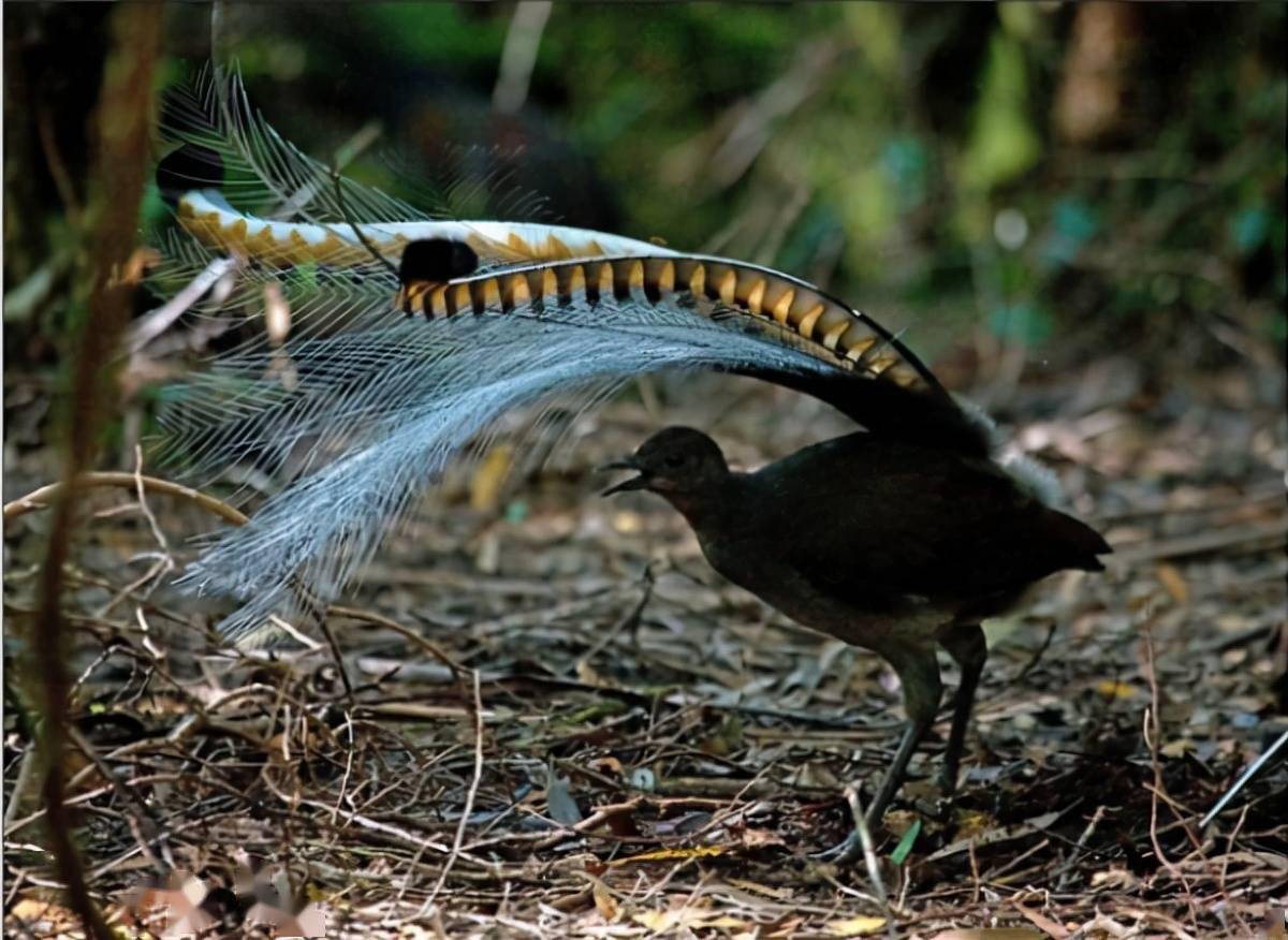 琴鸟求偶过程中的迷惑行为