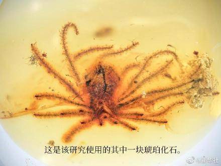 来看开了一亿年的花