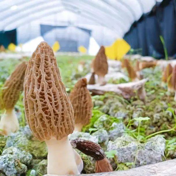 新春走基层|茅栗镇银都村的羊肚菌陆续上市啦!_种植_大棚_模式