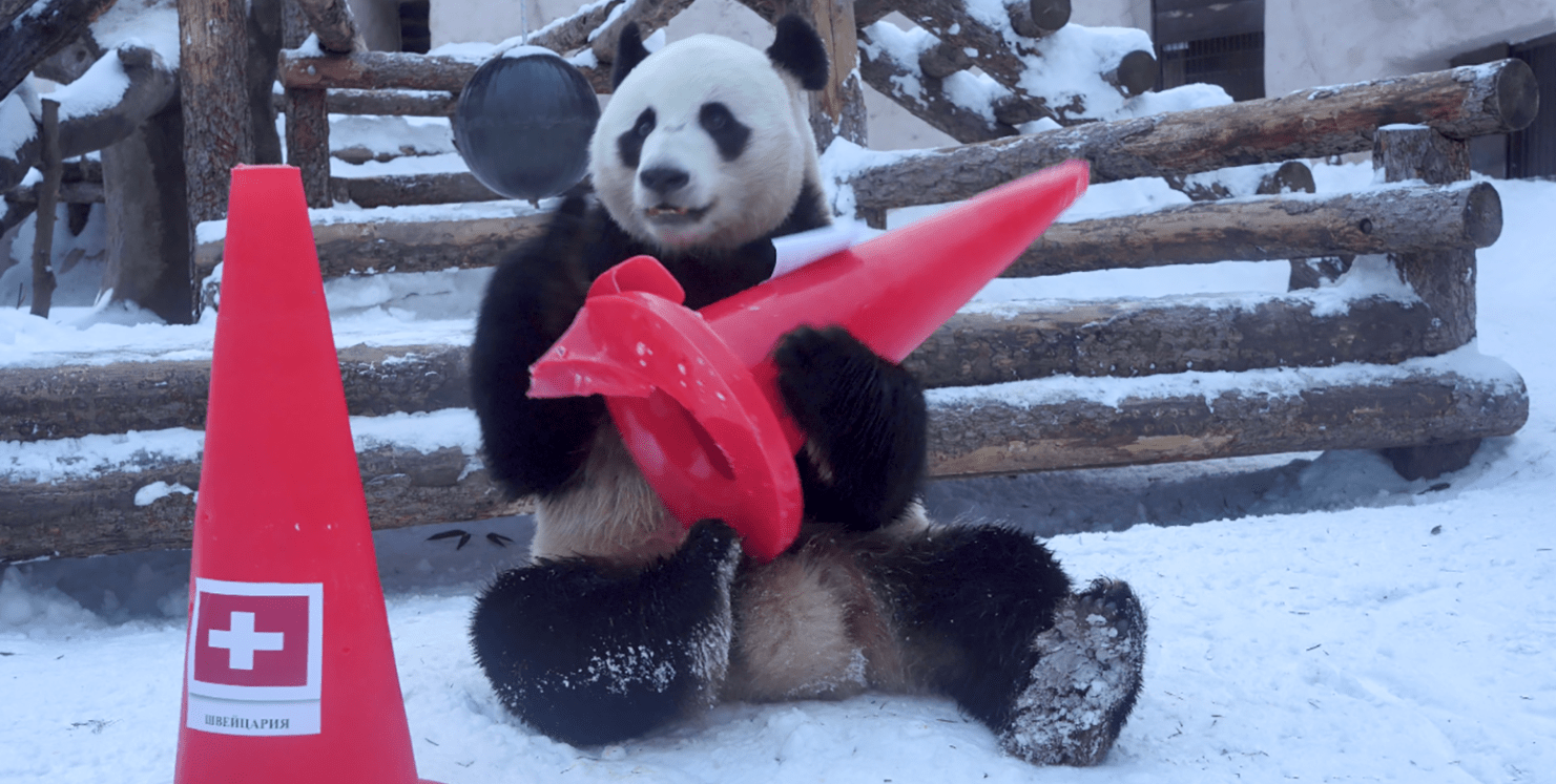 结果|国宝萌力加持！旅俄大熊猫预测冬奥会奖牌榜，结果出人意料